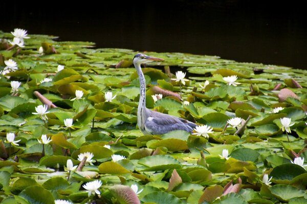 Garza gris en lirios de agua en flor