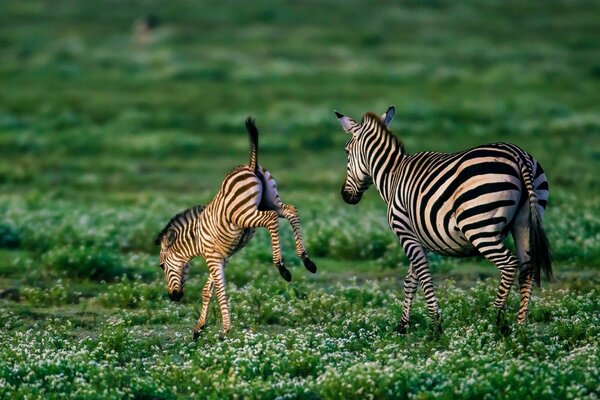 Zebra e il suo lupo cattivo sul prato verde