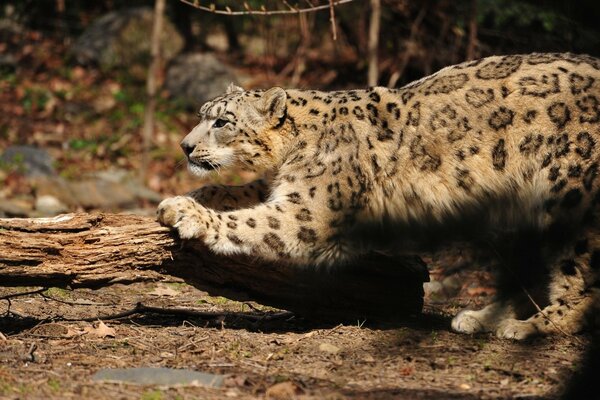 Ein Leopard schärft seine Krallen gegen einen Baum