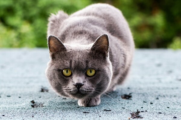 Серый кот с красивыми глазами