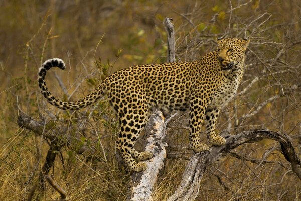 Leopard in the African savanna