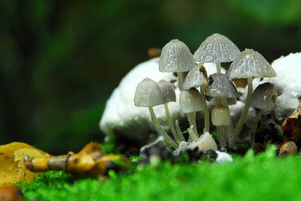 Poisonous mushrooms on green grass