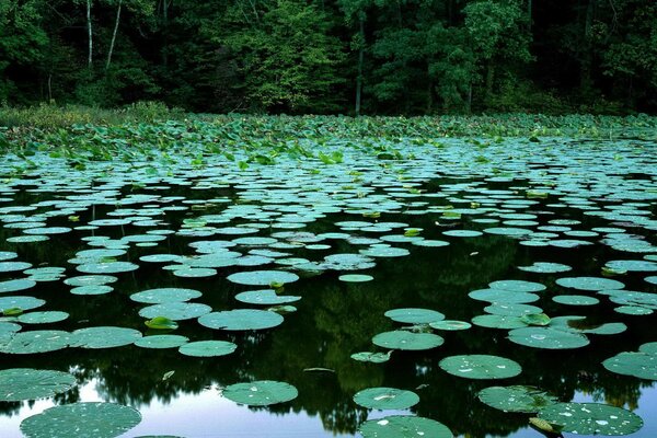 A lot of water lilies in the swamp