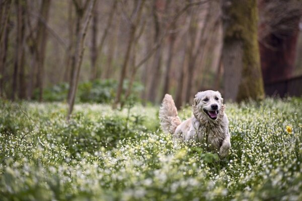 A dog runs through a field with flowers