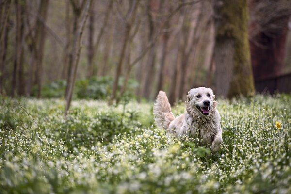 Собака бежит по полю с цветами