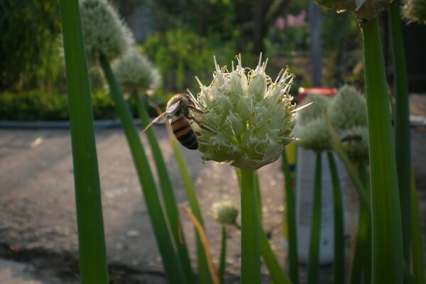 Rassemblement du soir. Abeilles sur un arc. Photo confortable