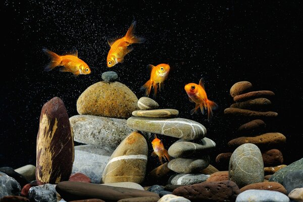 L intérieur de l aquarium avec des poissons