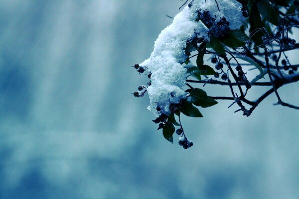 The snow lay on the berries and leaves