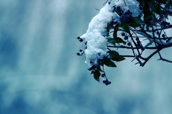 Śnieg leżał na jagodach i liściach