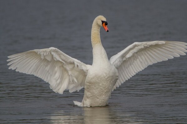 El cisne blanco agita sus grandes alas