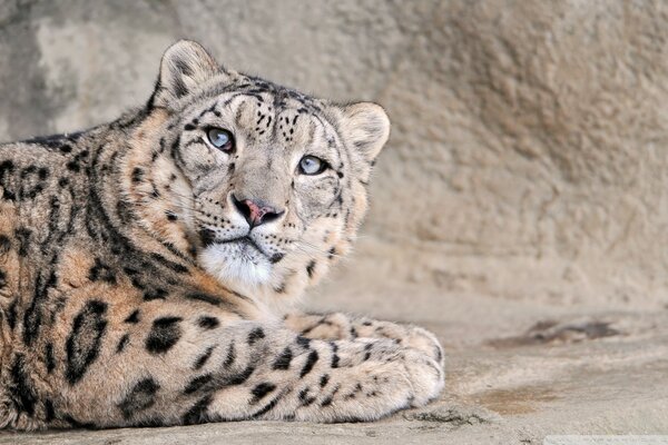 Elegante y hermoso depredador leopardo