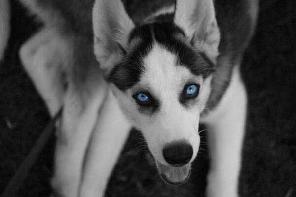 Husky tiene hermosos ojos misteriosos