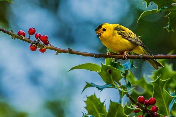 A yellow bird on an ivy branch