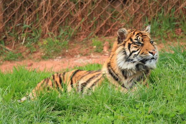 Wild Cat - tiger predator