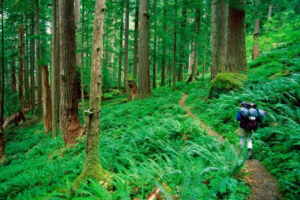 Wanderweg. Naturlehrpfad. Waldreise