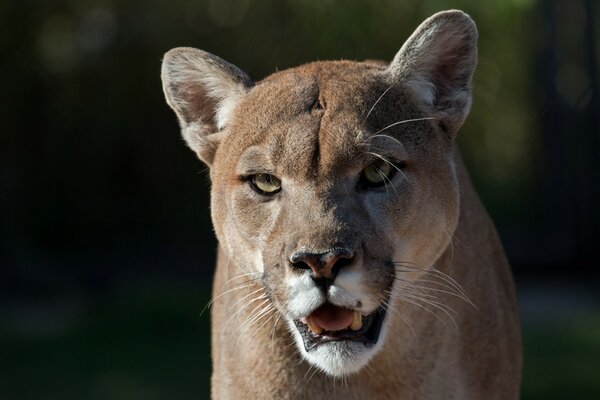 Die Wildkatze kommt in Rage