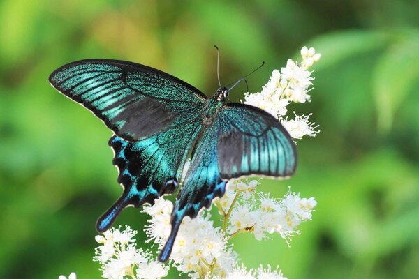 Leuchtend Smaragdschmetterling auf einer weißen Blume