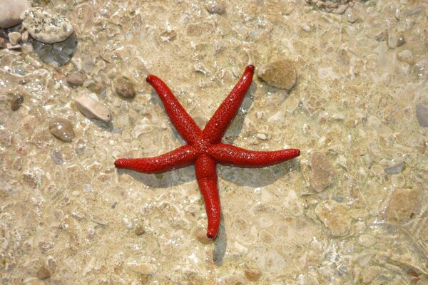 Estrellas de mar en las rocas en el agua