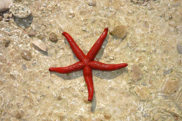 Морская звезда на камнях в воде