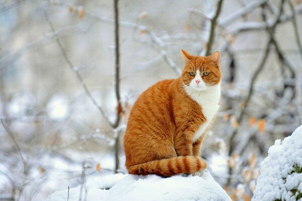 Chat roux assis sur une congère de neige