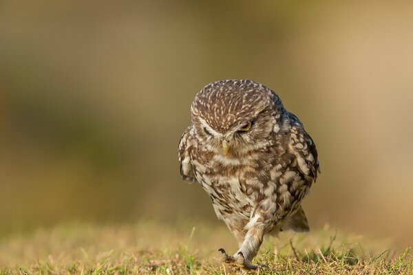 Promenade d un hibou au brownie mécontent