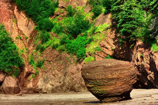 Sprouted greenery in the rocks of the rocks