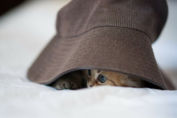 Cute red kitten hid under a panama hat