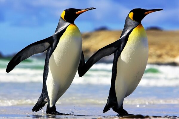 Świat zwierząt. Para pingwinów