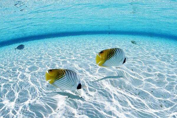 Peces blancos y amarillos en el mar