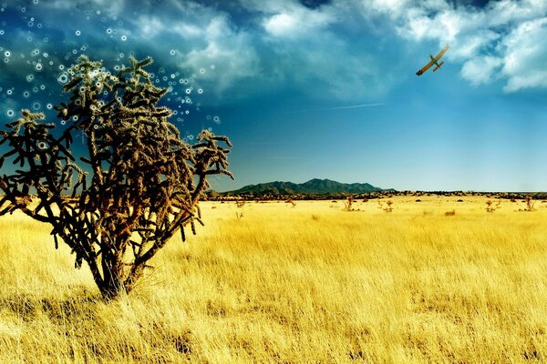 Airplane in dry steppe fields