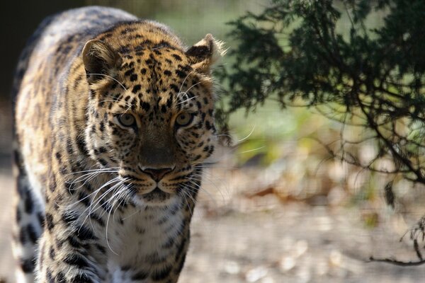 Wild leopard in the spring savanna