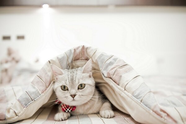 Grey cat under a warm blanket