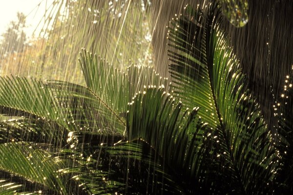 Fine rain in the impenetrable jungle