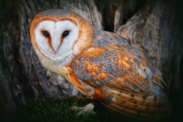 A lovely creature of nature, a colored owl