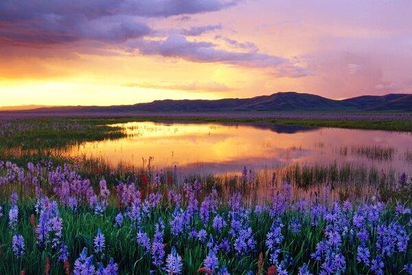 Flores azules y un estanque con el reflejo de la puesta de sol