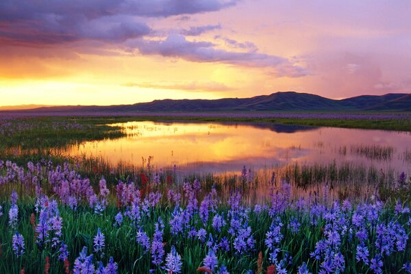 Fleurs bleues et plan d eau avec le reflet du coucher du soleil