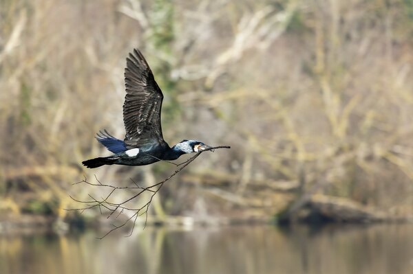 Cormorant carries a tree branch