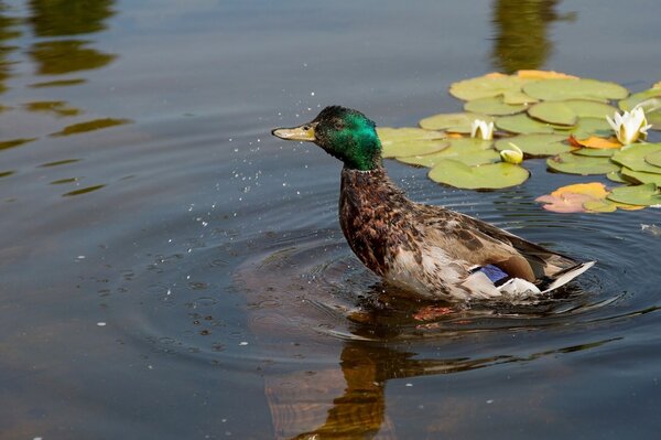 Wild duck in the pond