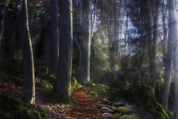 Sentier illuminé par le soleil dans le fabuleux leszou