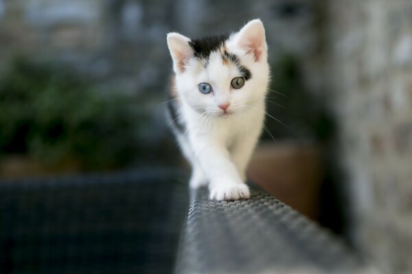 Tricolor kitten with multicolored gases