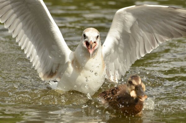 Il gabbiano bianco combatte con l anatra