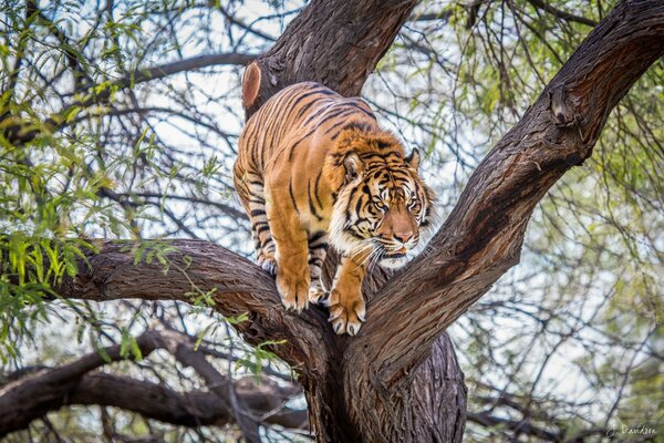 Le tigre se prépare à faire un saut