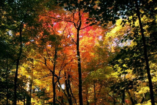 Jesienny wieczorny krajobraz w lesie. Kolorowe liście