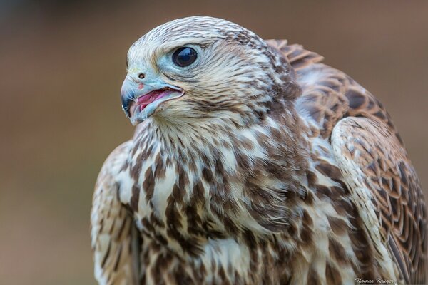 Protector de pantalla de Escritorio Falcon