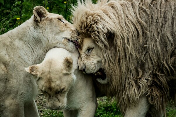 The Love of the Family of the King of Beasts