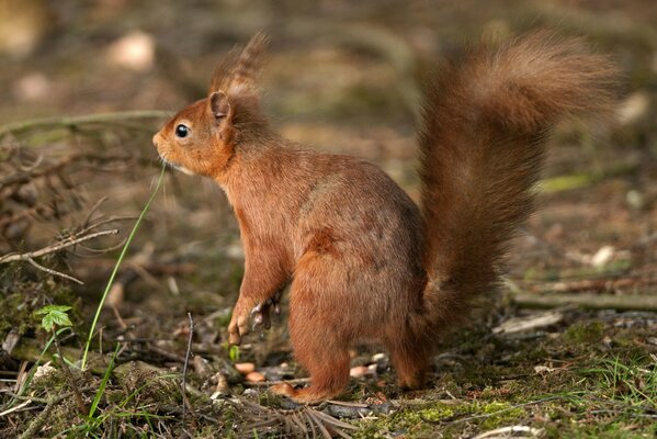 Pelirroja ardilla buscando nueces