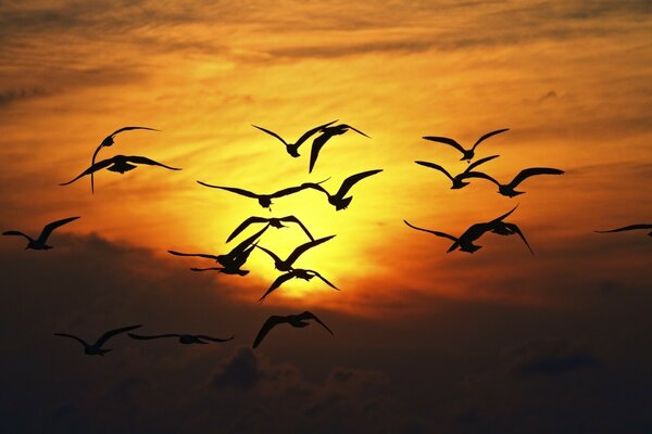 A flock of black birds at sunset