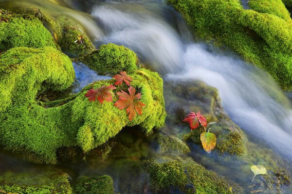 Musgo inusual en las rocas en el agua