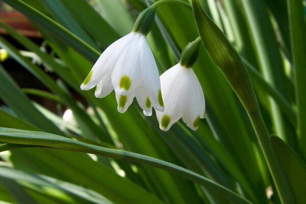 Frühlingsblumen im grünen Gras