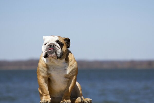 Bulldog anglais drôle paysage